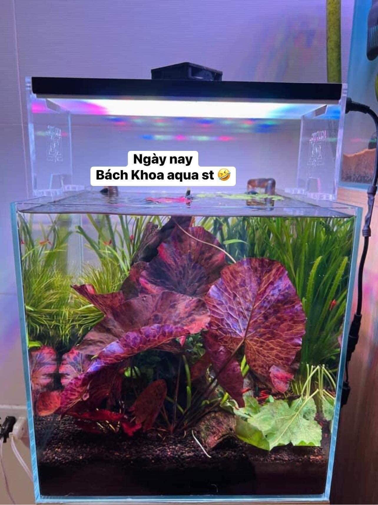 Súng xác pháo
